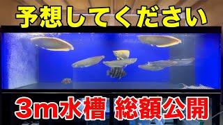 3m水槽にかかった総額を公開します！