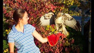 Falconry: Trapping hawks part 1