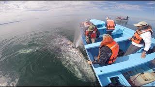 Van Os Photo Safaris, Gray Whales of Mexico's Baja Peninsula