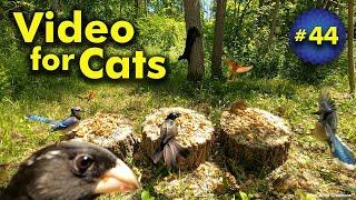 4K TV For Cats | Breeze Through The Trees | Bird and Squirrel Watching | Video 44