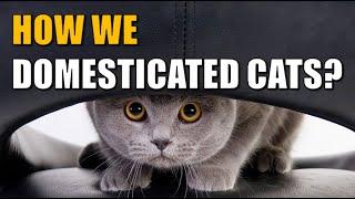 How Did We Domesticate Cats? | Cat Origins