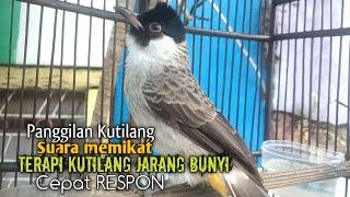 Suara Burung Kutilang Gacor ASLI Tanpa isian, Ampuh untuk Pikat Kutilang bikin kutilang Ribut gacor