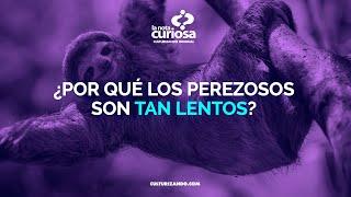 ¿Por qué los PEREZOSOS son tan lentos? • Curiosidades - Culturizando