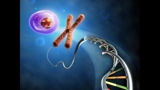 Il nucleo della cellula e i cromosomi