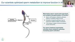 Sperm Function