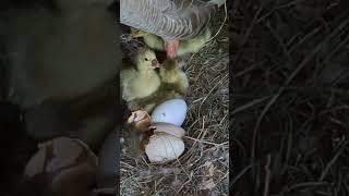 Babies in the gaggle house!!  - Pilgrim geese.