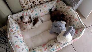 Playful Shih Tzu Puppies || TOO CUTE