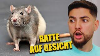Würfel fangen SONST Ratten aufs Gesicht ⎮ Challenge sein Vater