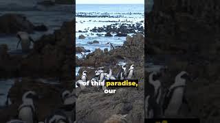 Boulders Beach: Travel Like a Local | 2024 Teaser