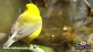 Prothonotary Warbler & Friends