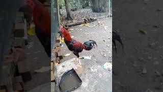 Ayam bangkok aduan muratara