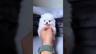 Cute Funny Pomeranian Dog viral Shorts Video | Pomeranian puppies shorts video #viral #shorts #pets