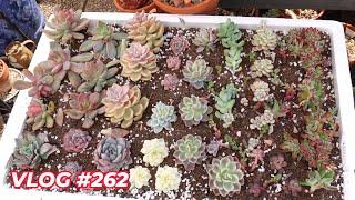 Make Succulent Cuttings Grow Faster | VLOG #262 -  Growing Succulents with LizK