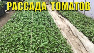 Рассада томатов. Тонкости выращивания.