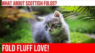 Adorable Scottish Fold Cats: All About Their Unique Features