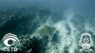 Live Underwater @ Ningaloo Reef, Western Australia