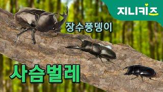 사슴벌레(Lucanidae) vs 장수풍뎅이(Dynastid beetle) | 생생자연도감 | 자연관찰 Science Story | 곤충동화
