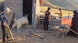 Living in the mountains: building a chicken nest by Hassan with the help of his mother and brothers