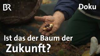 Esskastanie: Ein Baum für die Zukunft gegen Klimawandel | Zwischen Spessart und Karwendel | Doku |BR