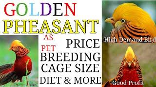 Golden Pheasant Bird || Price || Breeding || Food