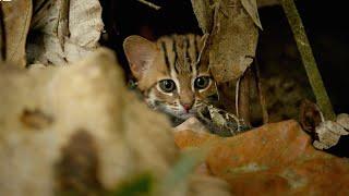 Smallest Cat in The World: The Rusty Spotted Cat | Big Cats | BBC Earth