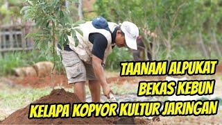 Gagal Berkebun Kelapa Kopyor Ganti Tanam Alpukat Dataran Rendah - Pati