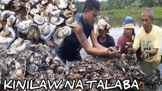 Ep. 109 ANG TALABA NA GIPIT SA BULOK NA KAHOY KUMAKAPIT | KINILAW NA TALABA