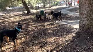 Dog Fight At The Dog Park Tampa Fl.