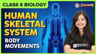 Human skeletal system Body movements Class 6 CBSE