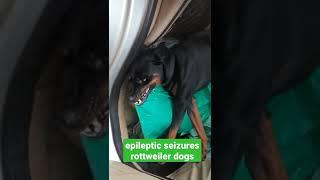 epileptic seizures rottweiler dogs