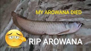 My arowana died.(RIP).What is the reason?