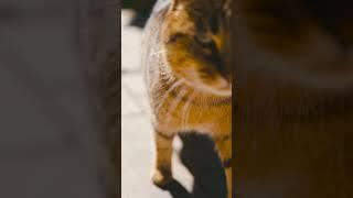 funny animals video, mr. cat 007 #Shorts