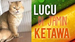 Kucing lucu bikin ketawa |kucing lucu ria