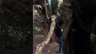 THE GREAT YEW TREE (1000 years old)