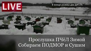 Зимовка ПАСЕКИ. Чистка летков от подмора и Прослушка Пчёл.