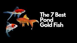 The 7 Best Pond Goldfish 