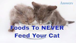 7 Foods You Should Never Feed Your Cat