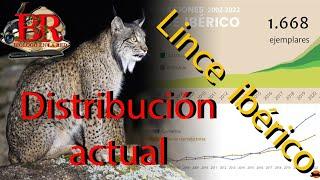 Lince ibérico (Lynx pardinus). Distribucion actual. ¿Cuántos linces ibéricos quedan? ¿Dónde están?