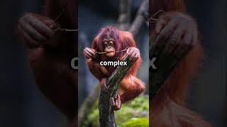 Chimpanzee vs. Orangutan: Who's the Ultimate Problem Solver? 