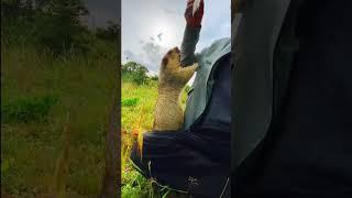 Cute Wild animal bobak marmot or prairie dog 14