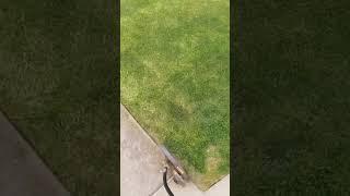 Speed edging my lawn before the storm rolls in!