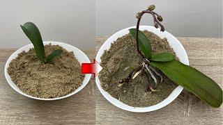 Incredible! Use This Instead of Orchid Soil Let Rootless And Leafless Orchids Revive