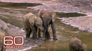 The Secret Language of Elephants | 60 Minutes Archive