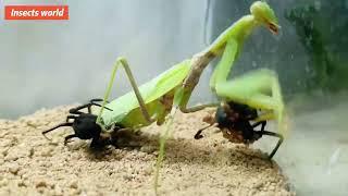 #blackwidow vs #mantis ,amazing #insects world.who will win the #battle ?