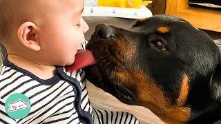 Gentle Rottweiler Protects Little Kids Like His Own | Cuddle Buddies