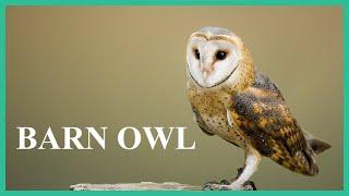 Barn owl sounds while sitting on a tree branch. Terrifying barn owl screech and scream.