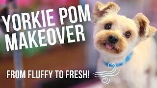 Shaving a Yorkie Pom Mix Full Dog Grooming Transformation