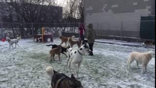 Petopia Daycare Chilly Spring Playtime!