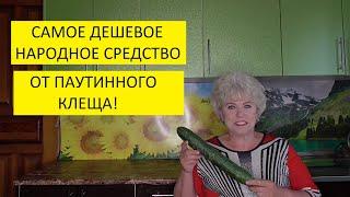 Паутинный клещ на огурцах! Народные средства  борьбы. Сыворотка.