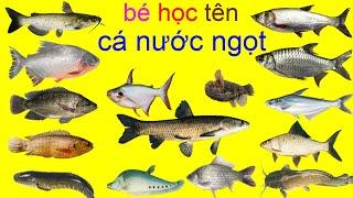 bé học tên các loại cá nước ngọt   con gì đây   cá trắm , cá chép cá mè , cá trôi , cá rô , cá bống